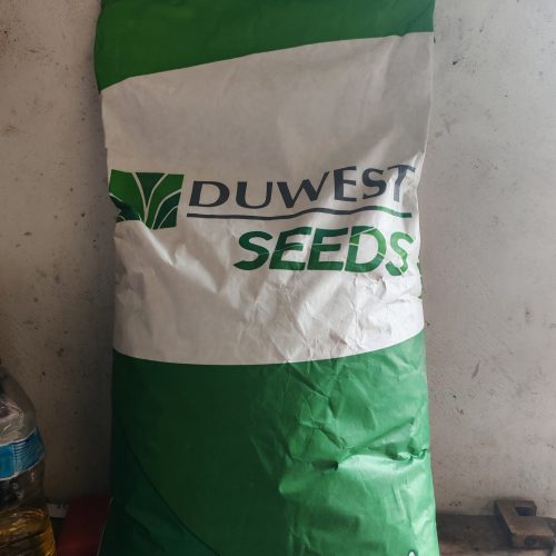 SEM MAIZ HYB BLANCO DW